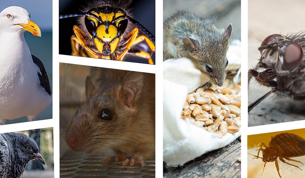 Level2AwardinPestManagement Level2AwardinPestManagement